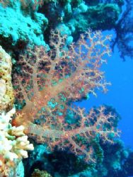 Soft corals taken at Sharks Observatory with Olympus SP350. by Anel Van Veelen 